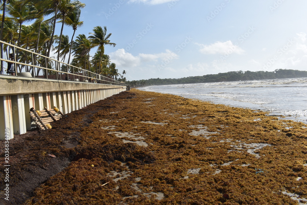 Fototapeta premium Manzanilla, Trinidad and Tobago - May 12, 2026 - Sargassum seaweed washed ashore along the Manzanilla Beach which is located along the east coast and Atlantic Ocean. 