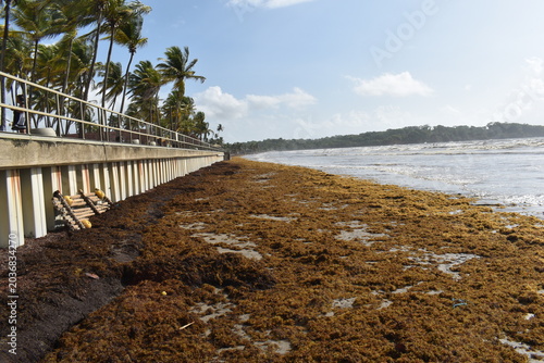 Fotografie Manzanilla, Trinidad and Tobago - May 12, 2026 - Sargassum seaweed washed ashore along the Manzanilla Beach which is located along the east coast and Atlantic Ocean