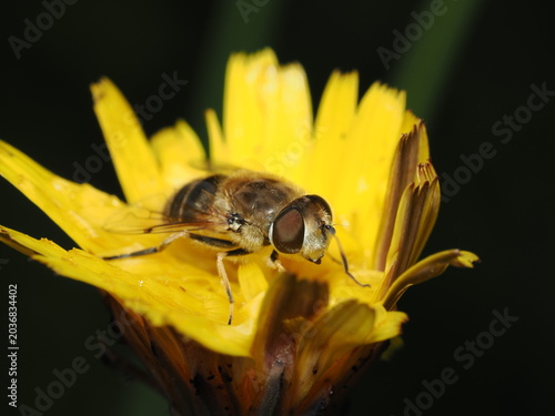 Fotografie Un díptero de la familia Syrphidae, posiblemente del género Eristalis, sobre una flor amarilla