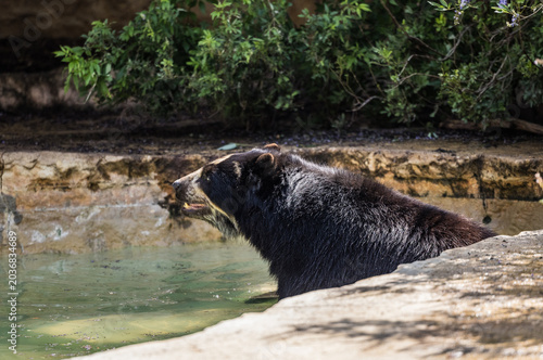 bear in water