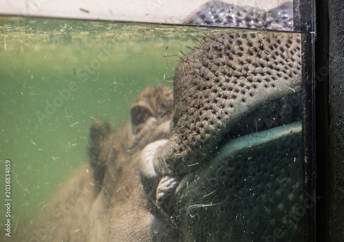 Fotografía hippo swimming