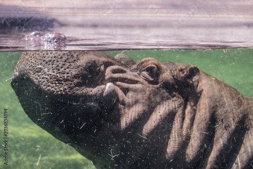 Fotografía hippopotamus in water