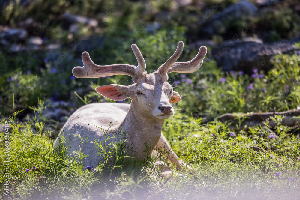 Fototapeta premium red deer in the woods
