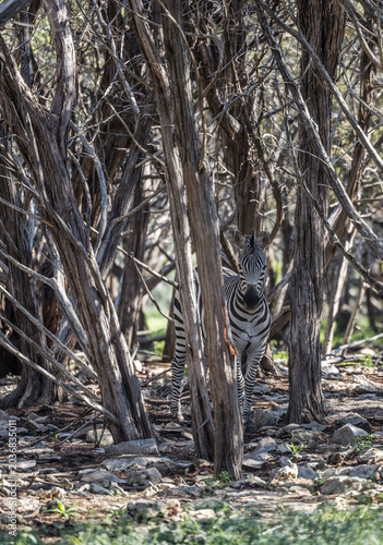 zebra in words 