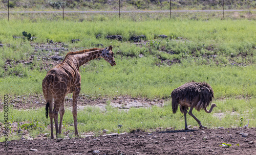 Canvas Print giraffe in the wild