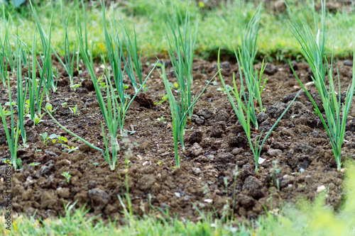Fotografie Rows of young spring onion plants growing in cultivated vegetable garden