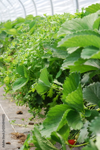 Konstfotografi strauberry plants in a greenhouse