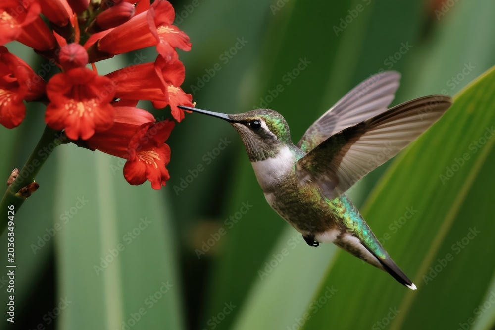 Fototapeta premium Small hummingbird with green feathers flies near bright red tubular flowers. Bird drinks nectar from blossom in garden. Tiny wild creature hovers near plant.
