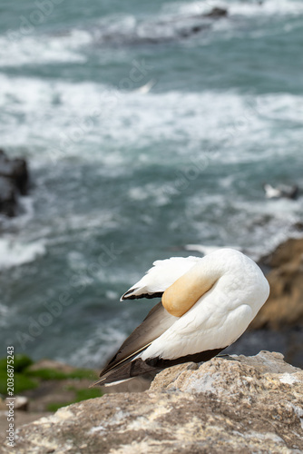 Gannet preening on coastal cliff with ocean background