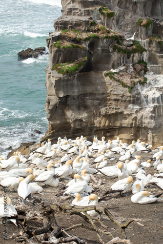 Gannet seabird colony with chicks on coastal cliff above ocean New Zealand
