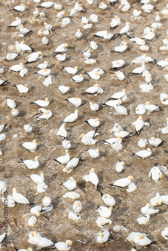 Gannet colony with chicks on nesting ground, seabirds pattern top view