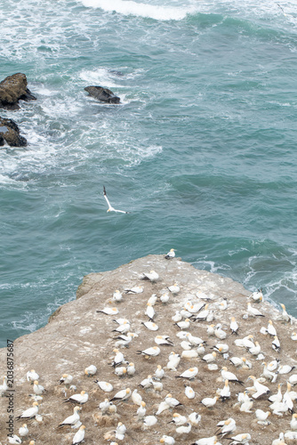Gannet bird colony on rocky cliff above ocean waves, coastal wildlife New Zealand