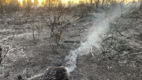 Cenizas del Silencio: El Bosque Después del Infierno