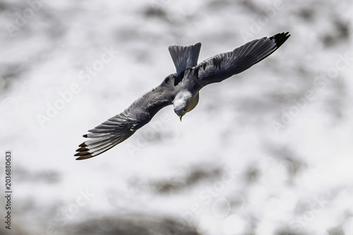 Tableau sur toile Black-legged Kittiwake, Rissa tridactyla, birds in flight over cliffs, Bempton C