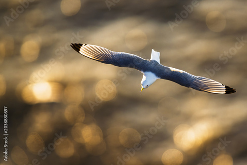 Tableau sur toile Black-legged Kittiwake, Rissa tridactyla, birds in flight over cliffs, Bempton C