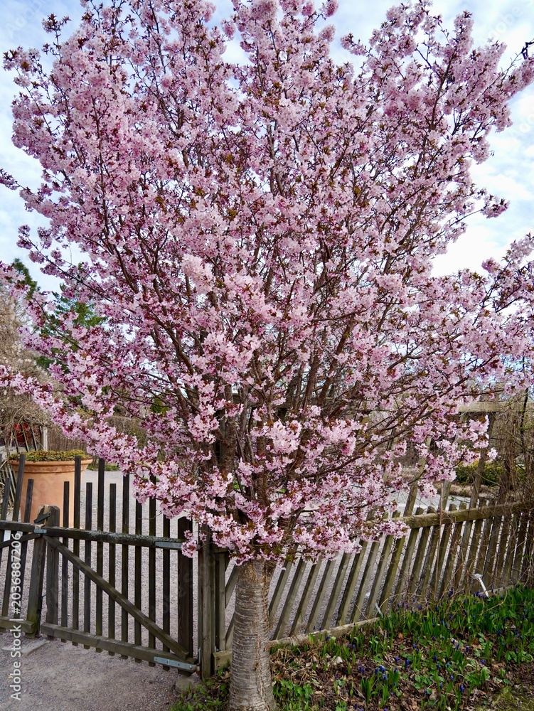 Fototapeta premium Kurile cherry (Prunus nipponica var. kurilensis 'Ruby') flowering in Sweden, cultivar of Kurile cherry