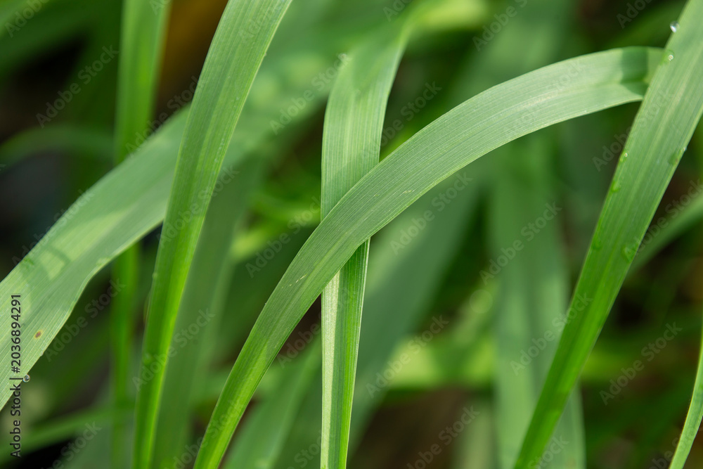 Obraz premium green grass with dew