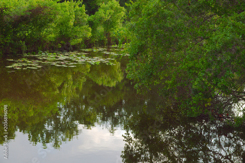 Valokuva Green Pond With Lily Pads and Tree Reflections in a Summer Wetland Landscape scene evoking serenity and natural solitude