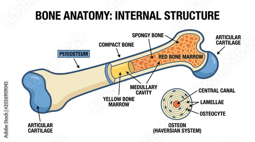 Bild auf Leinwand Human Long Bone Anatomy and Internal Structure Diagram