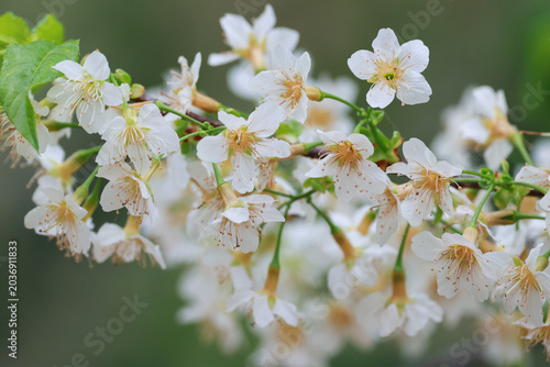 Delicate white cherry blossoms blooming softly in warm spring sunlight with natural green background