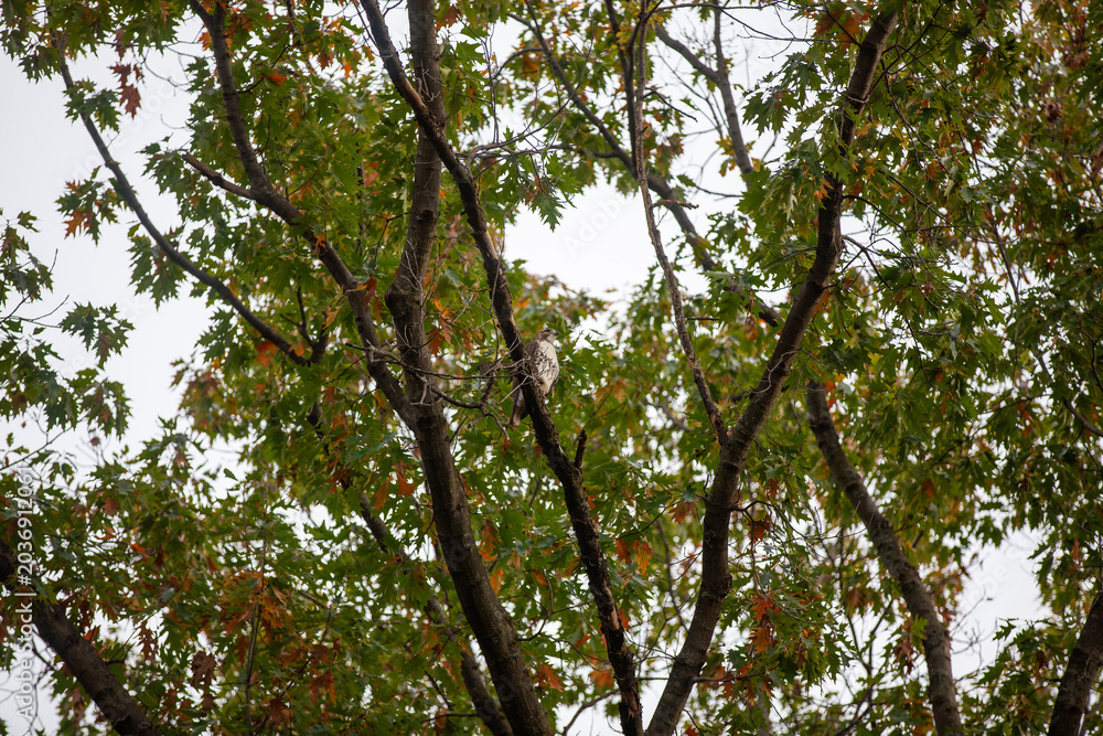 Fototapeta premium Juvenile Red‑Tailed Hawk Perched in Toronto Woodland