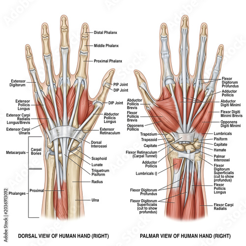 Anatomical illustration of the human hand bones muscles ligaments with hand anatomy