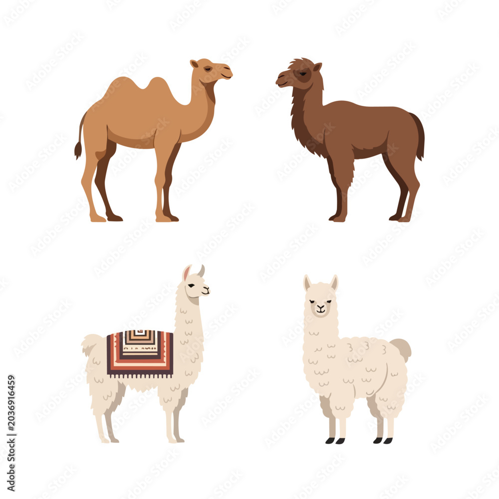Obraz premium Desert and Mountain Animal Collection with Camel, Dromedary, Alpaca, and Llama Illustration Isolated on White
