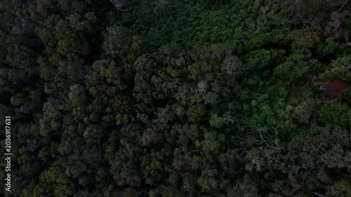 Top-down aerial drone shot over a dense green forest canopy. Natural daylight highlights the textured treetops. Cinematic footage capturing untouched wilderness and environmental sustainability