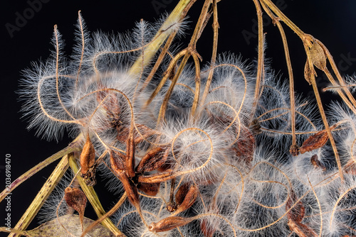 dried decorative grass with delicate hairs