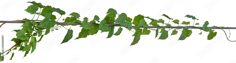 Fototapeta premium Vine plant, Branch creeper leaf green, Liana tropical nature.
