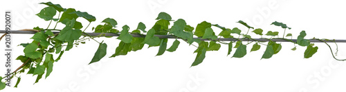 Vine plant, Branch creeper leaf green, Liana tropical nature.