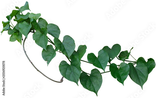 Vine plant, Branch creeper leaf green, Liana tropical nature.