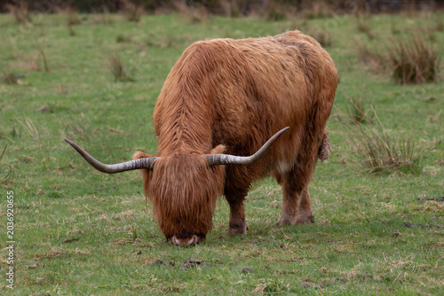 Canvastavla A highland moo grazing in a field in the Scottish highlands.