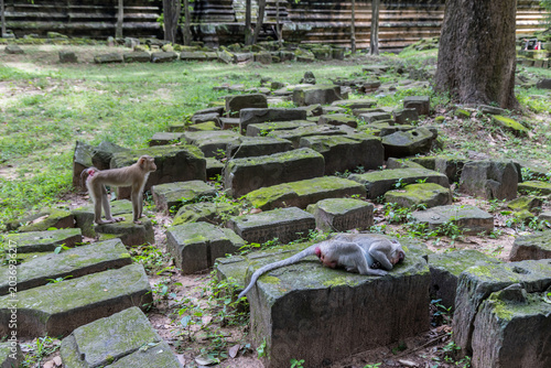 Photography Two monkeys rest among ancient moss-covered stones at the Ta Prohm temple complex in Siem Reap, Cambodia
