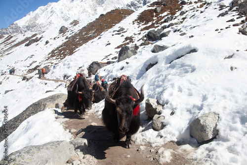 Group of Yaks carrying goods along the route to Everest Base Camp in the Himalayan Mountains of Nepal. Sagarmatha national park, trek to Everest base camp - Nepal Himalayas