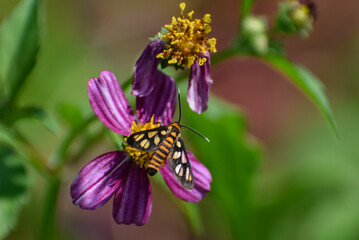 A tiger moth on a wild cosmos flower. Photographed in the western part of Singapore.