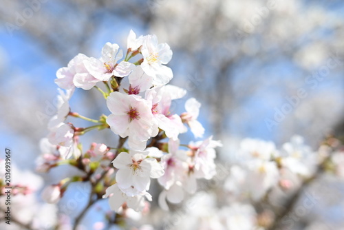 Photos 春の訪れを告げるソメイヨシノの開花