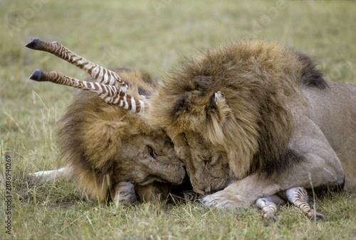 Two male lions (Panthera leo) killing a young zebra, Masai Mara, Kenya, Africa