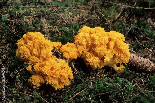 Changle (Ramaria flava), Allgaeu, Germany, Europe