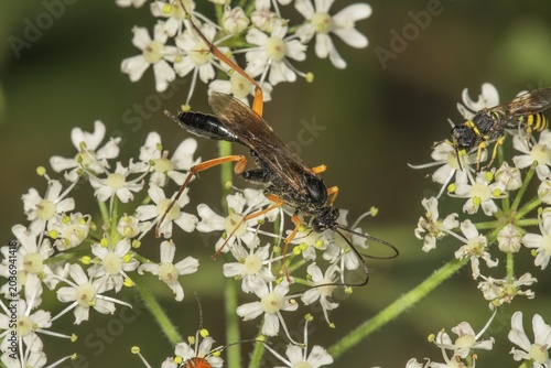 Pimpla rufipes (Pimpla instigator) on Ground elder (Aegopodium podagraria), Baden-Württemberg, Germany