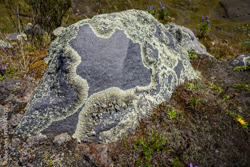 Fotografie Close-up of a volcanic rock covered in lichen in the Andean páramo of Ecuador, showing its natural texture