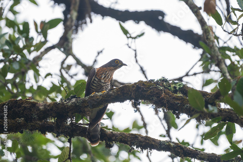 Canvas-taulu Large Hawk-Cuckoo perched in its natural forest habitat, blending into the woodland environment with its barred plumage and hawk-like appearance