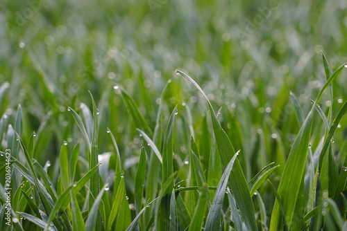 Close-up of Green Grass with Dew Drops