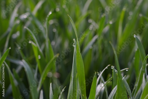 Close-up of Green Grass with Dew Drops