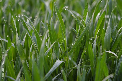 Close-up of Green Grass with Dew Drops