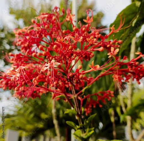 Red and White Clerodendrum Flowers Blooming in a Garden