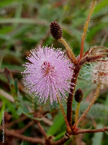 Pink Mimosa Pudica Flower in Bloom