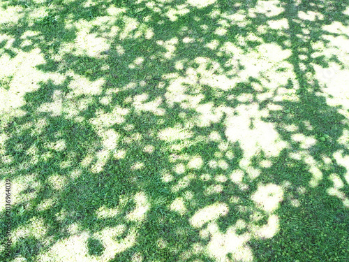 芝生に映る樹木の影と木漏れ日