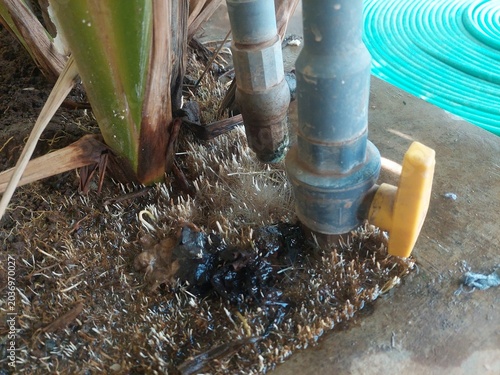 Fotografia Small white roots emerging from wet soil due to dripping water faucet
