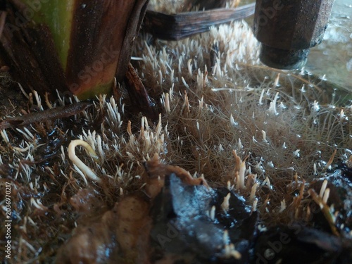 Obraz na plátně Small white roots emerging from wet soil due to dripping water faucet